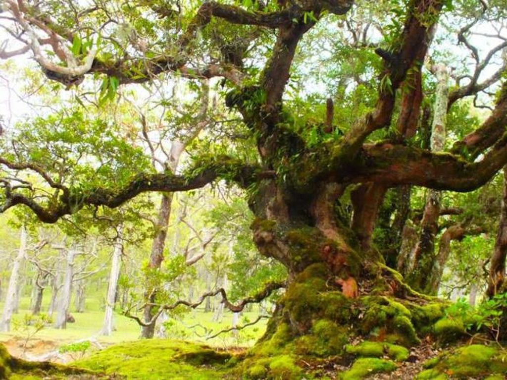 Hutan Bonsai yang Unik di Timur Indonesia Hutan Bonsai yang Unik di Timur Indonesia
