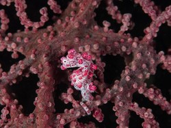 10 Hewan Terkecil di Dunia serta Keunikannya