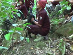 12 Satwa Dilindungi Dilepasliarkan di Mamuju