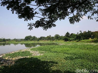 Sampah dan Eceng Gondok Penuhi Setu Pengarengan Depok