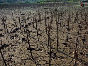 Musim Kemarau, 302 Desa di NTB Kekeringan