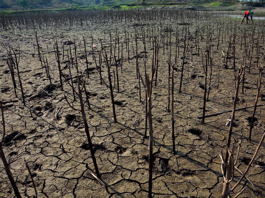 Musim Kemarau, 302 Desa di NTB Kekeringan Musim Kemarau, 302 Desa di NTB Kekeringan
