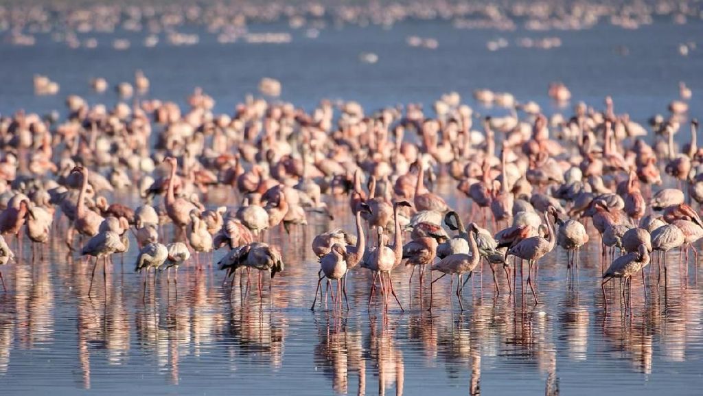 Foto: Danau yang Jadi Surganya Jutaan Burung Flamingo