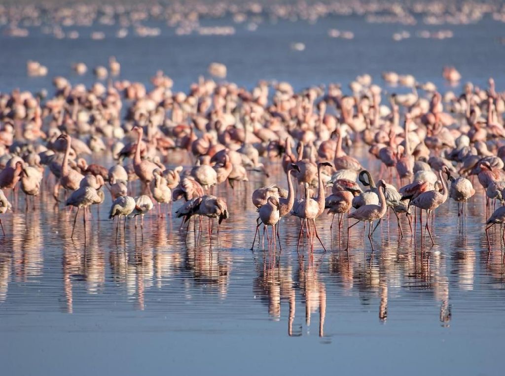 Foto: Danau yang Jadi Surganya Jutaan Burung Flamingo