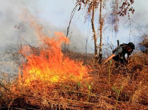 99 Hektar Hutan di Aceh Terbakar