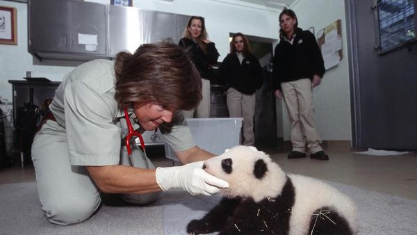 Lucunya! Hewan Ini Juga Kunjungi Dokter untuk Pemeriksaan Kesehatan