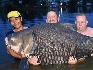 Super Jumbo! Ikan Mas 105 Kg Berhasil Ditangkap di Thailand Super Jumbo! Ikan Mas 105 Kg Berhasil Ditangkap di Thailand