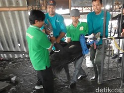 Dikandang Bareng Kambing, 2 Burung Kasuari di Semarang Dievakuasi