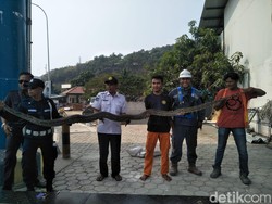 Ular Sanca Sepanjang 4 Meter Ditemukan di Pelabuhan Merak