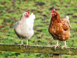 Называет ее курица. Две курочки. Коричневые куры. Называет ее курица. Называет ее курица.