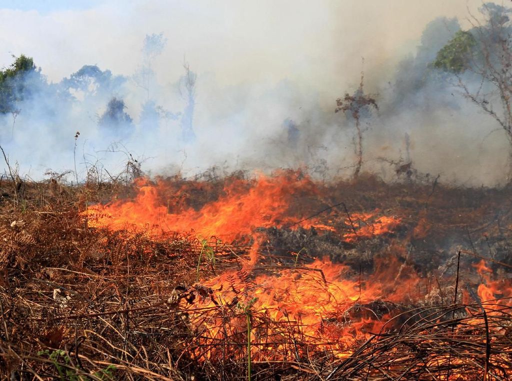 219 Hektare Lahan Gambut di Aceh Barat Terbakar, Penyebabnya Diselidiki 219 Hektare Lahan Gambut di Aceh Barat Terbakar, Penyebabnya Diselidiki