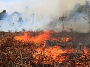 Kebakaran Lahan di 10 Wilayah di Aceh Capai 111 Hektare Kebakaran Lahan di 10 Wilayah di Aceh Capai 111 Hektare
