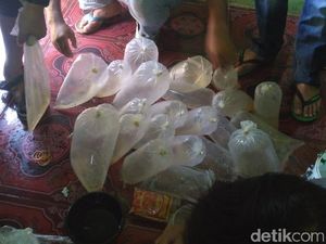 2 Pengepul Benih Lobster Senilai Rp 2,7 M Ditangkap di Banten