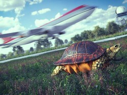 Pesawat Delay Gara-gara... Kura-kura Lewat