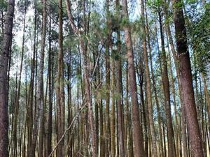 Liburan Asyik ke Puncak Becici di Bantul