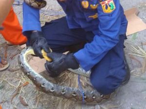 3 Ular Sanca Ditangkap Warga di Kepulauan Seribu