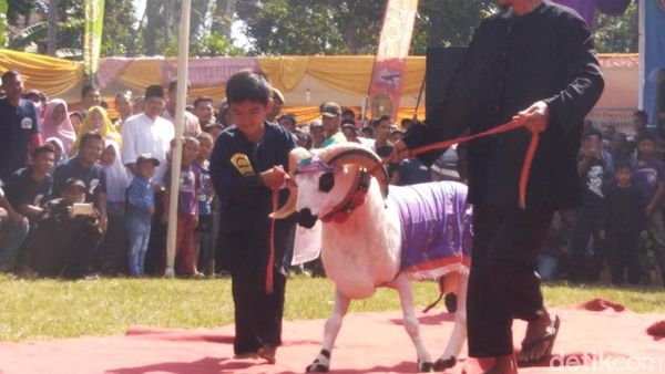 Foto: Lenggak-lenggok Domba Ciamis di Atas Red Carpet