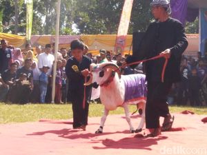 Foto: Lenggak-lenggok Domba Ciamis di Atas Red Carpet