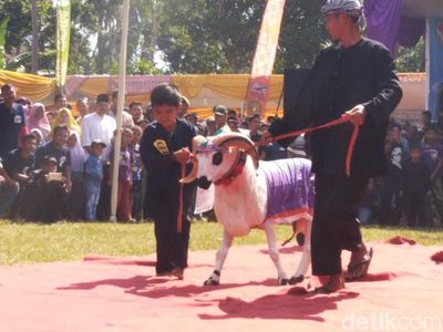 Foto: Lenggak-lenggok Domba Ciamis di Atas Red Carpet