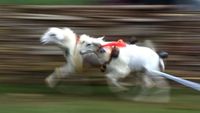 Serunya Tradisi Karapan Kambing