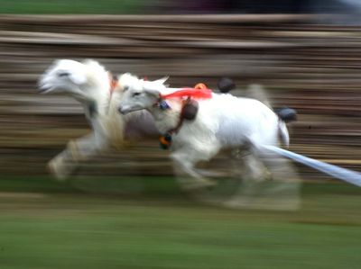 Serunya Tradisi Karapan Kambing