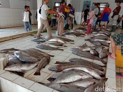 Musim Ikan, Sekali Melaut Nelayan di Pangandaran Bisa Kantongi Rp 35 Juta