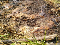 50 Drum Limbah Berbahaya di Sungai BKB Semarang Nyaris Cemari Air PDAM