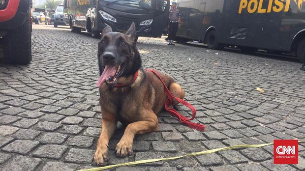 Hiro, anjing K-9 yang berumur 3 tahun, disebut spesialis dalam