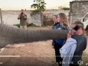 Viral! Turis Ditampar Gajah Saat Ambil Foto