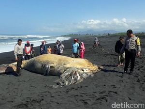 Paus Sepanjang 11 Meter Terdampar dan Membusuk di Pantai Bambang Lumajang