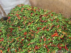 Cabai Tembus Rp 70 Ribu, Kejari Tasikmalaya Hanya Jual Rp 36 Ribu/Kg