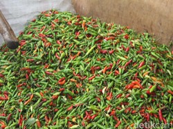 Cabai Tembus Rp 70 Ribu, Kejari Tasikmalaya Hanya Jual Rp 36 Ribu/Kg