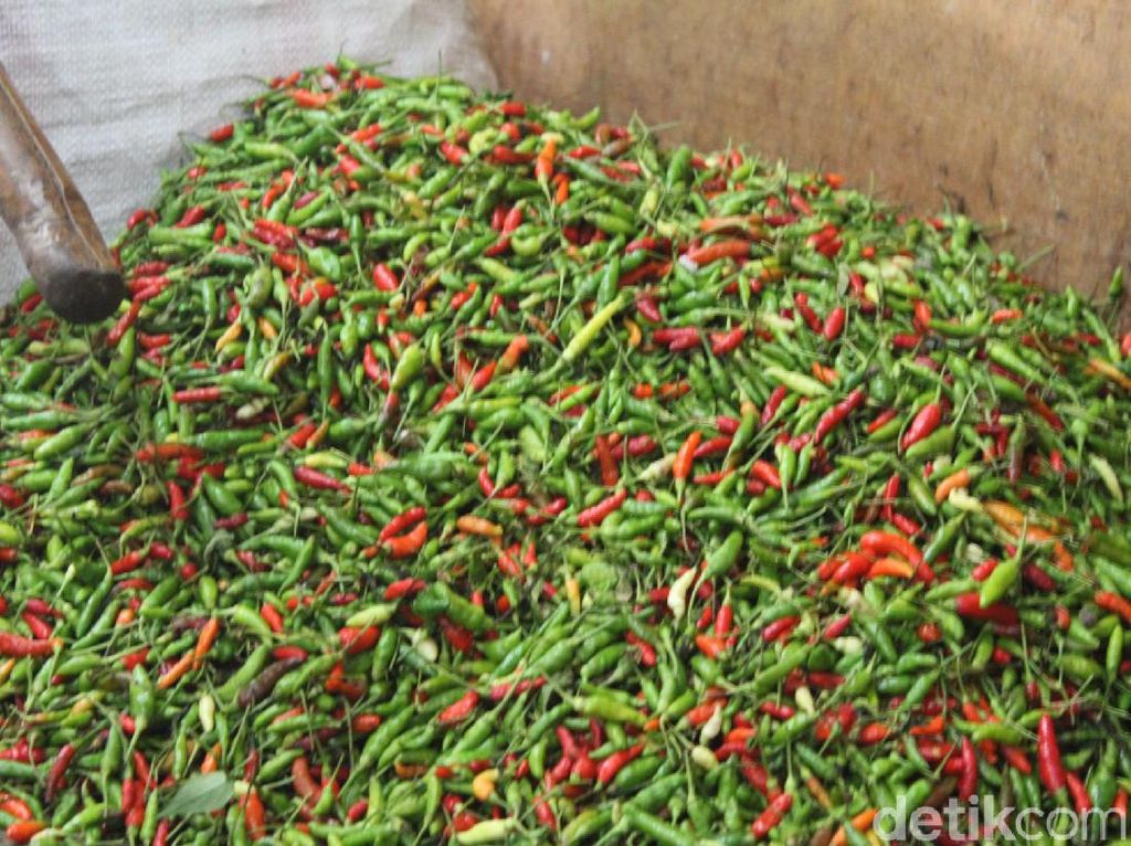 Cabai Tembus Rp 70 Ribu, Kejari Tasikmalaya Hanya Jual Rp 36 Ribu/Kg Cabai Tembus Rp 70 Ribu, Kejari Tasikmalaya Hanya Jual Rp 36 Ribu/Kg