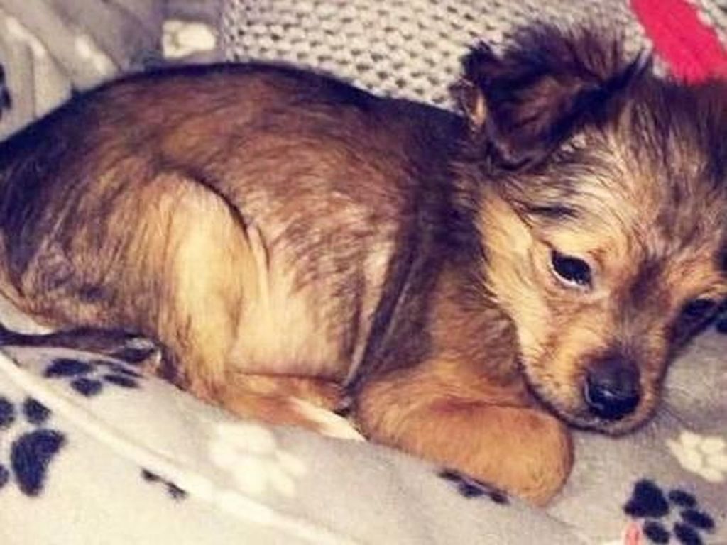 Pukuli Anak Anjing Sampai Mati, Pria Ini Dihukum Penjara 30 Bulan Pukuli Anak Anjing Sampai Mati, Pria Ini Dihukum Penjara 30 Bulan
