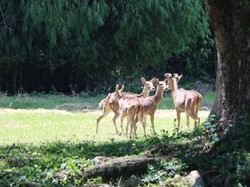 Penangkaran Perta Arun Gas Aceh Sambut Kelahiran Rusa Totol Pertama