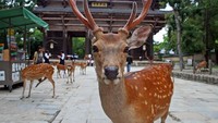 Viral, Turis Indonesia Diduga Beri Makan Plastik ke Rusa di Nara Park
