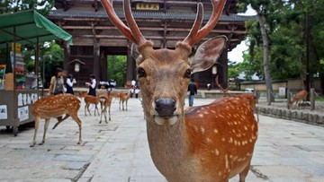 Aksi Turis Tanah Air di Nara Park Memicu Sorotan Publik Jepang