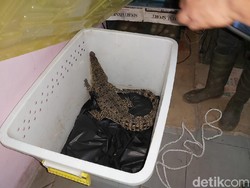 Cerita dan Fakta Buaya di Atas Genting yang Gegerkan Warga Malang