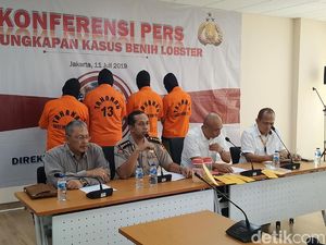 Penyelundupan Baby Lobster Jambi-Singapura Senilai Rp 17 M Digagalkan Penyelundupan Baby Lobster Jambi-Singapura Senilai Rp 17 M Digagalkan
