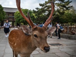 Duh! Telan Kantong Plastik, 9 Rusa Mati di Taman Nasional Jepang