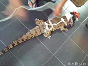 Aneh, Seekor Buaya Ditemukan di Atas Rumah Warga Malang