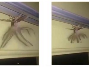 Bukan Alien, Hewan Bertentakel Ini Sudah Gegerkan Medsos