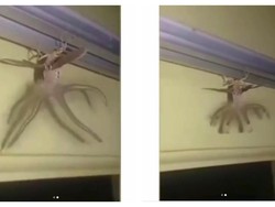 3 Hewan Aneh dan Unik yang Sudah Bikin Heboh Netizen RI