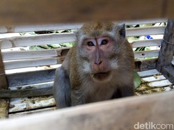 Cerita Seekor Monyet Teror Warga Ponorogo Selama 2 Bulan