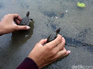 Ratusan Tukik Tuntong Laut Dilepas ke Habitatnya
