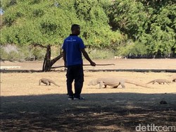 TN Komodo akan Buka untuk Wisnus dan Ekspat 15 Agustus