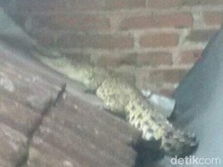 Buaya Ditemukan di Atas Rumah Warga Malang, Ini Kata BKSDA