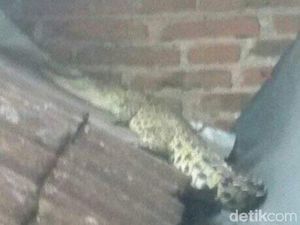 Polisi Buru Pemilik Buaya yang Jatuh di Atas Rumah Warga Malang Polisi Buru Pemilik Buaya yang Jatuh di Atas Rumah Warga Malang