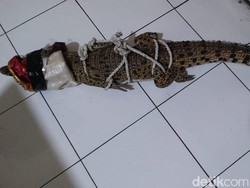 Begini Cerita Penangkapan Buaya di Atas Rumah Warga Malang