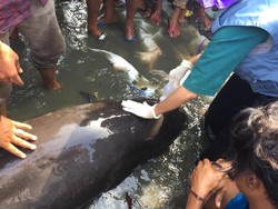 Lumba-lumba Terluka Terdampar di Pantai Sappoang Sulbar